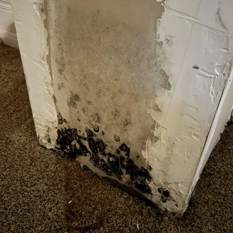 Professional Mold Removal in Marlin, TX